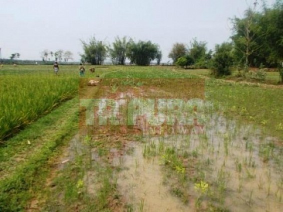 Tripura farmers facing losses due to unseasonal heavy rainfall, storm